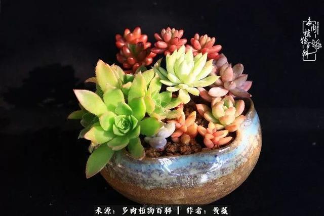 养了三年多肉,终于明白佛系养肉才是王道!