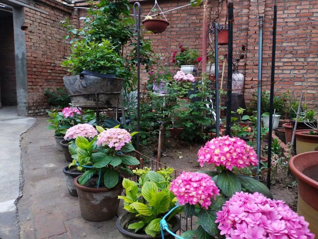 腌咸菜的坛子钻个孔，养花变成巨无霸，特美！