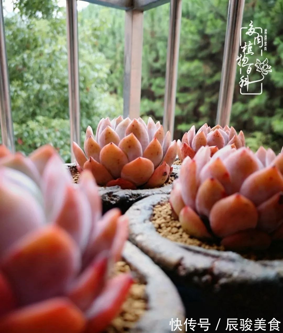 蓝苹果|经历一个夏天的摧残,方知皮实好养的多肉才是真爱!