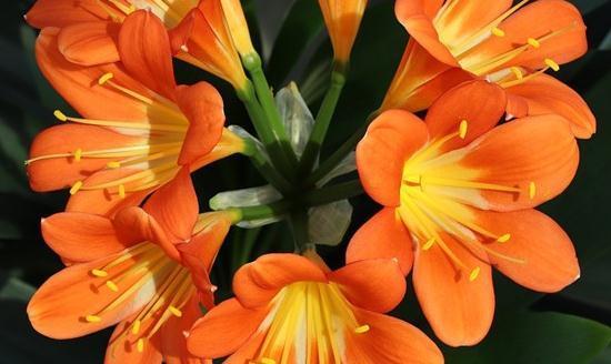 君子兰的两大繁殖方法,简单易操作,一盆变N盆