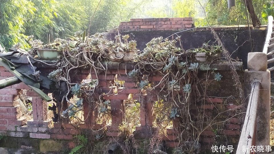 在农村“墙角”长着1堆多肉，冬天冻不死、夏天晒不死，简直开挂