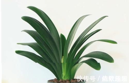 腐殖土|养君子兰几十年,始终就用一种土两种肥,实践出真知