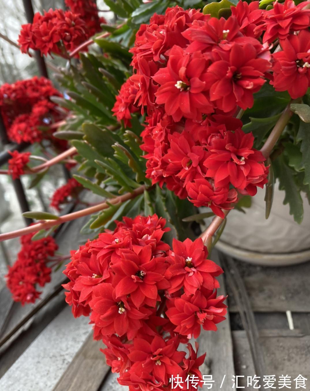 长寿花“装菜”不开花?打开3个“小开关”,满满大花苞,开仨月