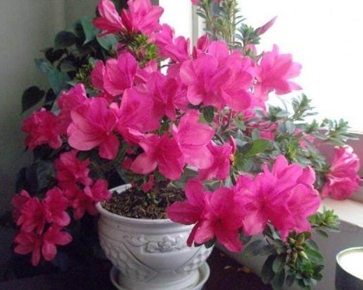 8种有害气体的“天然检测员”,好看又实用,养在家里是一宝