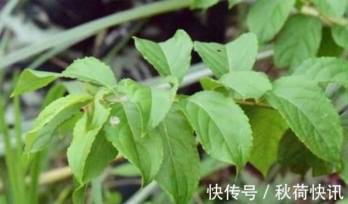 肝脏|是药三分毒,5种中药已被拉入伤肝黑名单,平时不要盲目服用