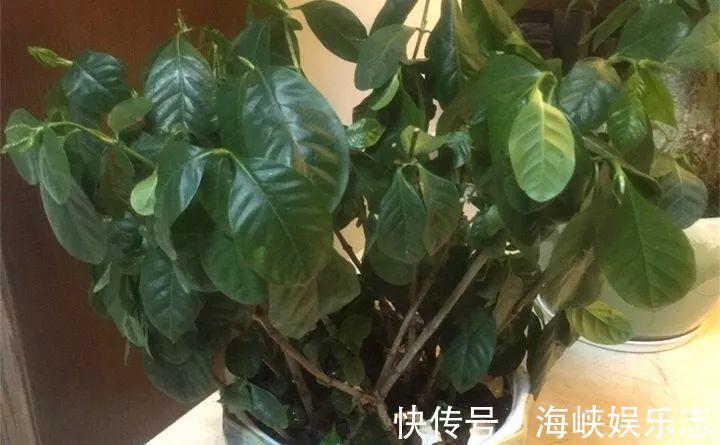 施肥|新手养花不用愁，给你支3招，烂根也能救过来！