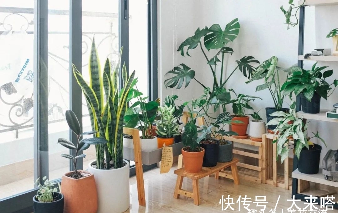 如何正确给室内植物浇水?掌握11个浇水技巧,你也能变园艺高手