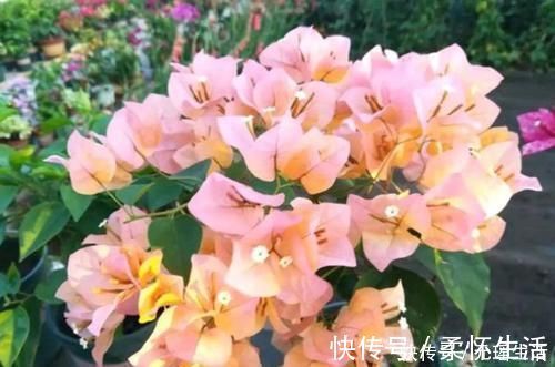 开花|您的三角梅在开花吗?知道几个小技巧,花开又大又艳开爆盆