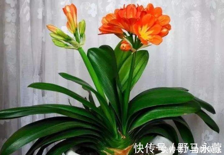 散尾葵|这4种花放在客厅,旺财旺运、身体健康,有钱人早就摆上了