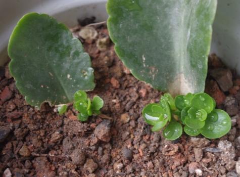 教你这样“扦插”长寿花，学会这些小技巧，一个叶片就成长成一盆