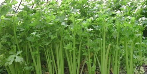 柿子|吃了都说好的食物，男女坚持吃，清热解毒，去病强身，滋养肌肤