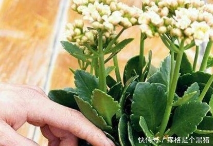 爆盆|想要长寿多开花,盆里10天扔个“它”,花苞蹭蹭窜,不管也爆盆