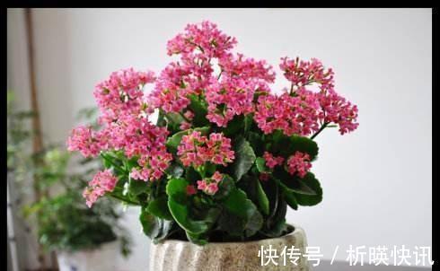 长寿花缺了“它”变成“傻大个”就是不开花，就是欠收拾！