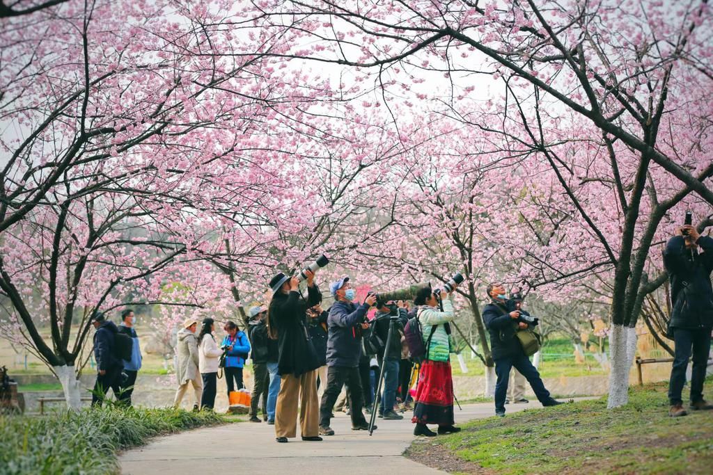 中年|南京中山植物园樱花盛开，弥漫粉色浪漫气息