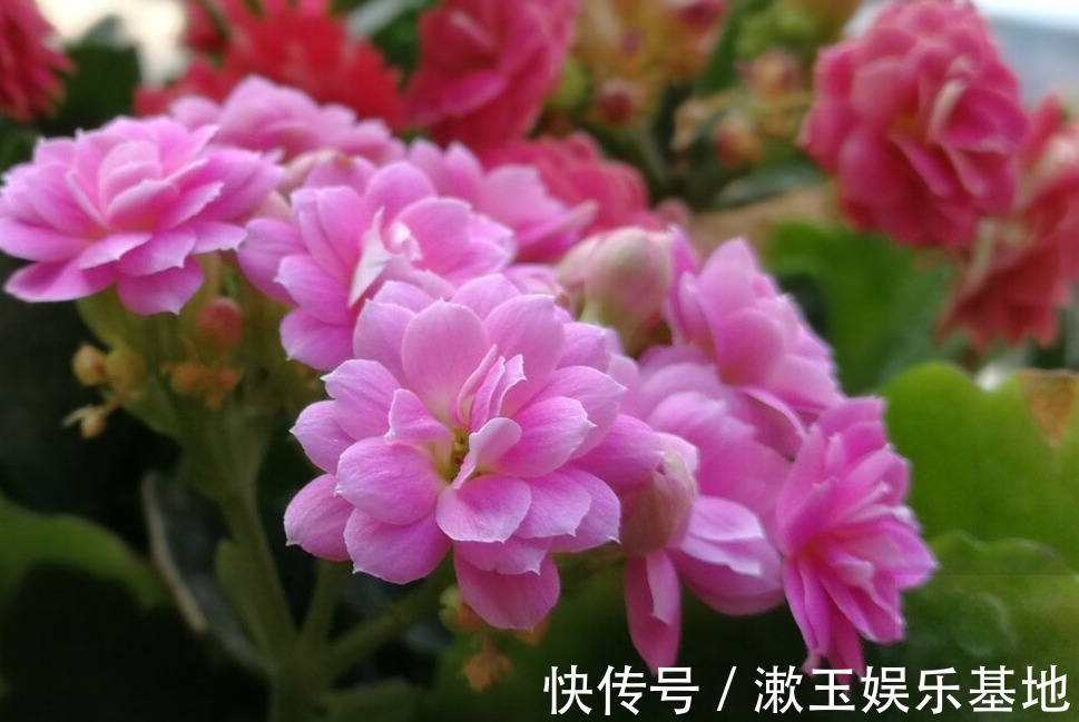 家有长寿花,心情愉悦,长寿花这么养四季开花