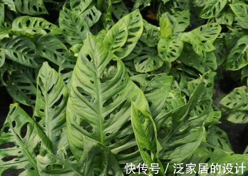 观叶花卉|这两款室内除甲醛,观叶花卉,长的太像,如何区分呢