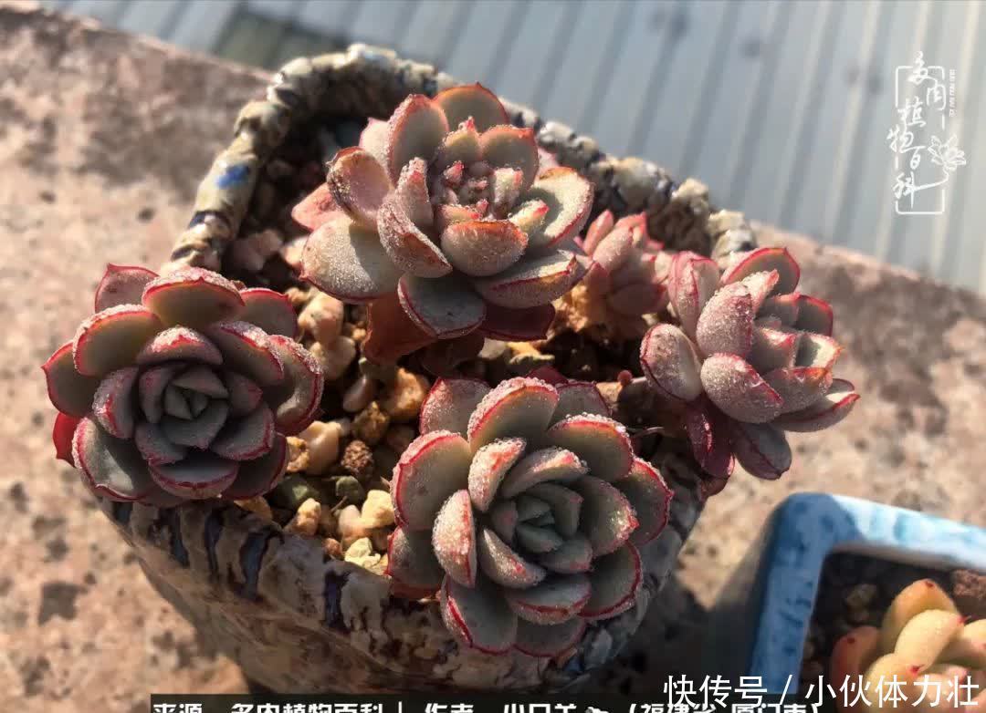 多肉,似星辰大海般的璀璨!