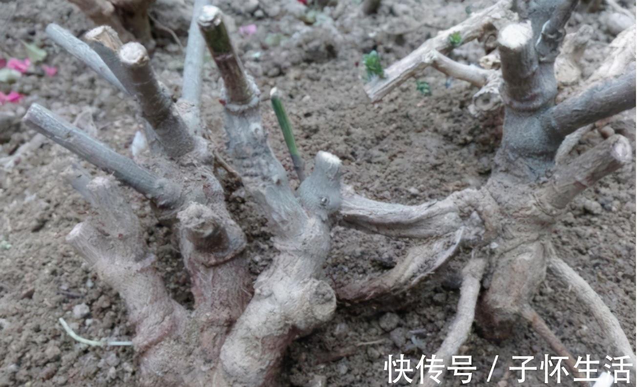 盆栽|挑战用树桩打造盆景,满足这3要求,个个美如画、增值不少