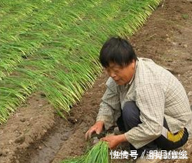 大葱|香葱买多了该如何保存菜农教你这一招，放半年香葱都不坏