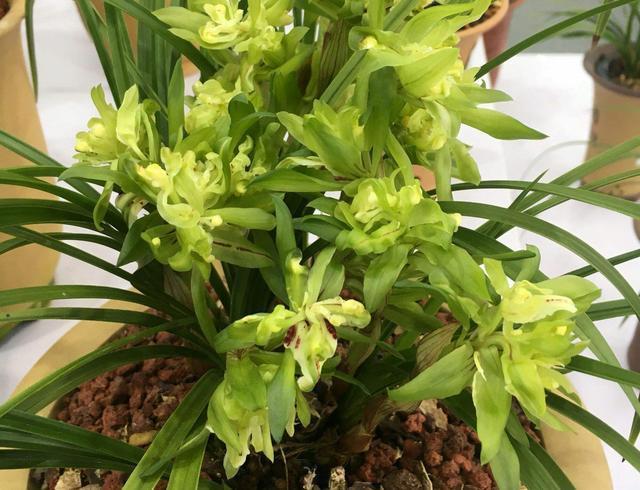 它是兰花的魁首,花型少见颜值高,曾经价格昂贵,现在走进百姓家