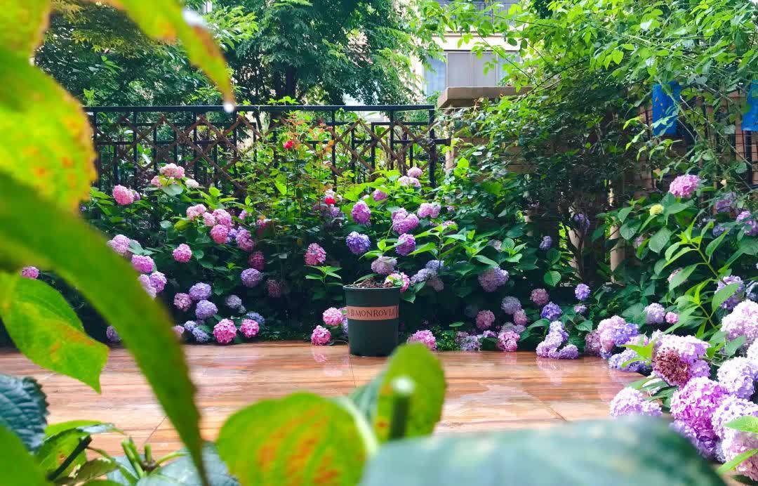 “最累”的8种花,花开连续几个月,一次开花几百朵