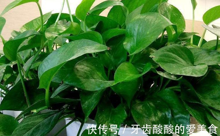 家里的3种垃圾不要扔,绿萝盆里用一点,再也不黄叶不烂根