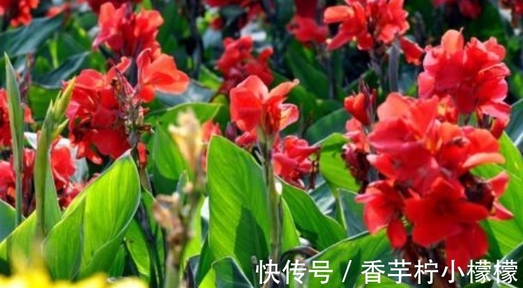 养花就养这几款,全年开花不停,比牡丹美,比绿萝好养!