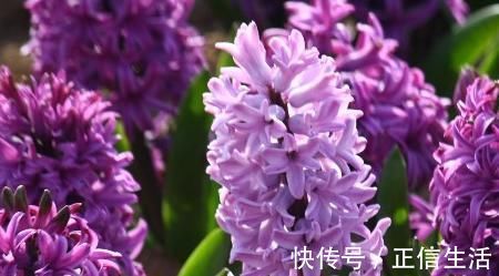 天堂鸟|世界上最美的5种花,见过一种我就服你!