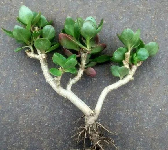 蟹爪兰|长寿花换盆,切忌越换越大,一直用小盆养才好!