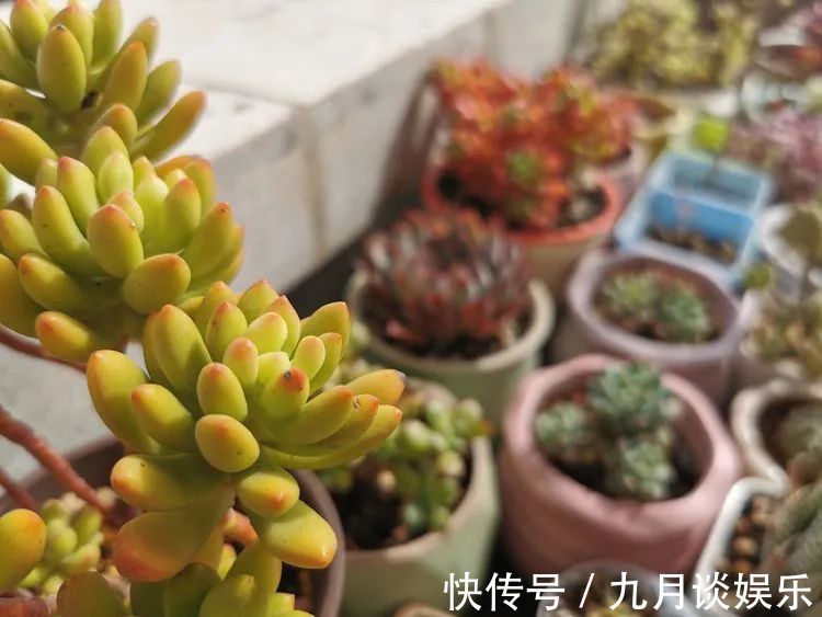 佛系养肉人生活明朗,多肉可爱,唯适者生存!