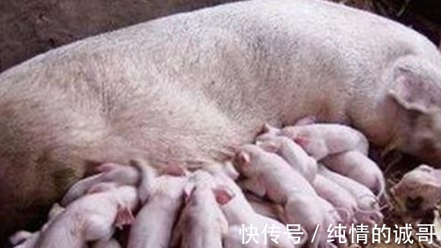 营养性腹泻|为什么仔猪在哺乳期还会腹泻