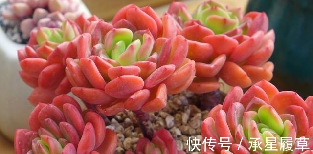 养不好5种多肉别灰心,不是技术问题,而是他们天生就爱徒长