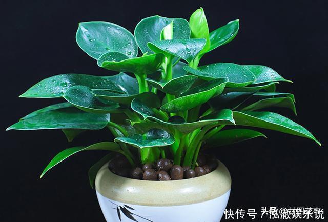 君子兰|7种花,就要“穷着养”,花盆越小,长势越喜人