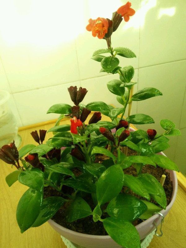 喜欢菊花,就养这几盆“菊中珍品”,花开如美姬绚丽娇娆!