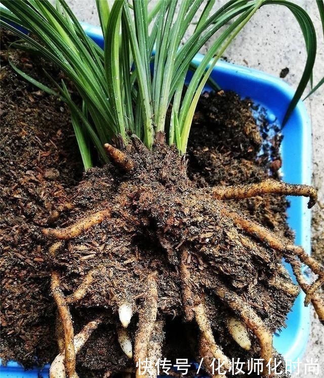 宜少|养兰花就一点,养好根就长得旺,其中配土、施肥是重点