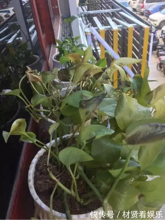 花友|君子兰、绿萝秋天“砍一刀”,呼呼冒出8个芽,赚了!