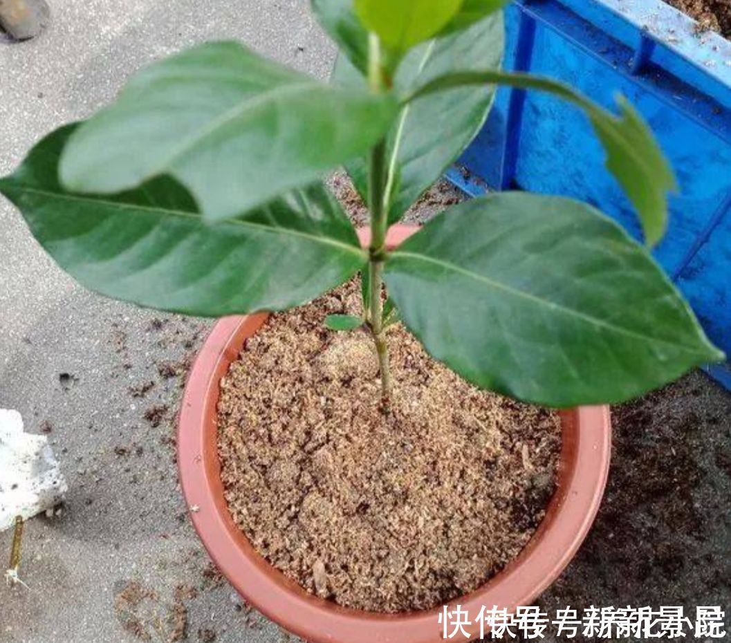 种花|5种花,夏天不影响扦插,生根快、易成活,现在就应多繁殖