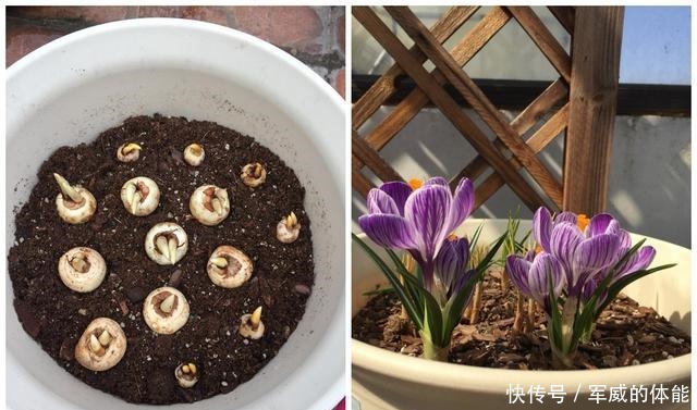 此花是世界名花,适合冬天种,丢土里就能活,开花早,漂亮又芳香!