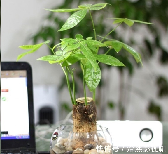 几种花最适合懒人养，勤快人养不过三个月就死！