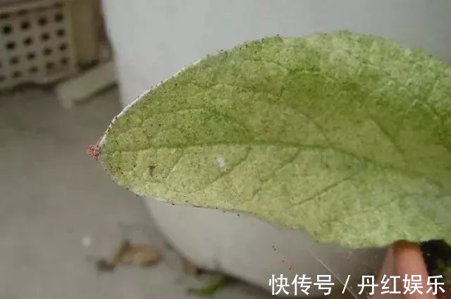 百菌清|入了月季花的坑，如果连这种病虫害无法清除，那月季也是白养了