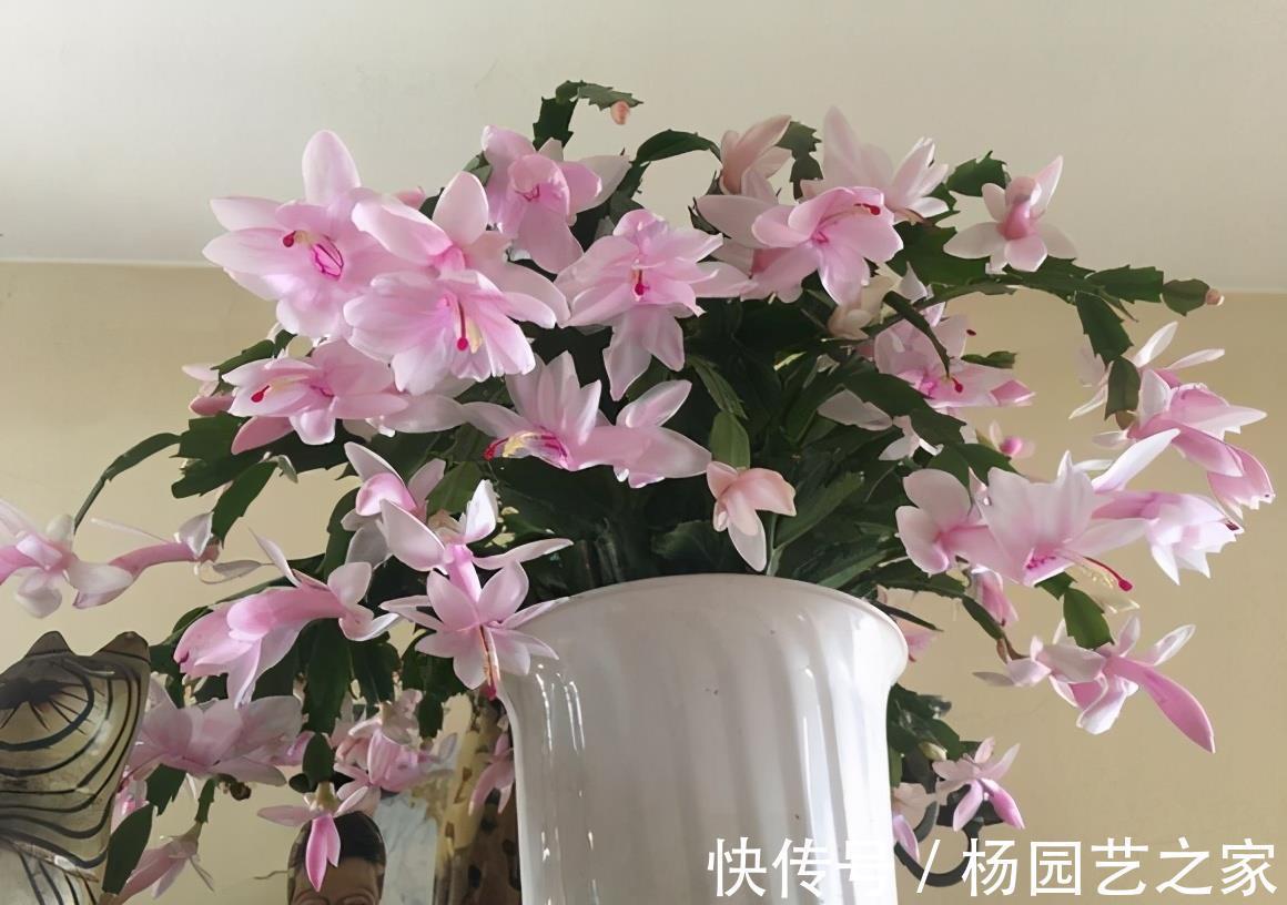 叶片|秋天养蟹爪兰，调整4个“方向”，叶片杠杠肥厚，花开满枝头