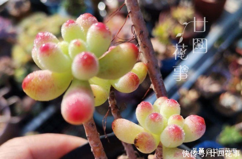 多肉植物|多肉度夏难，常见8种“死法”，积极预防管住手，别在夏天收空盆