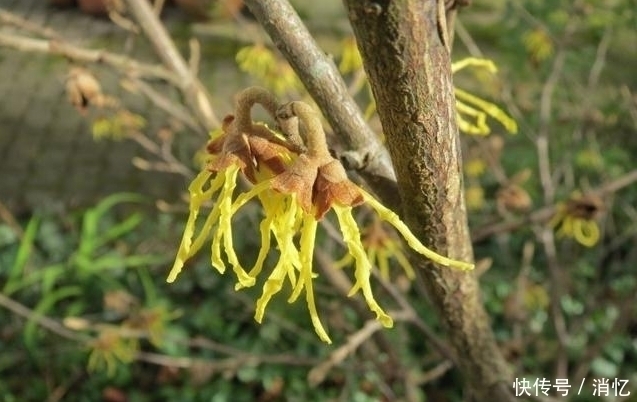 爱情|下周内,缘分桃花十里飘香,实现理想爱情的4大生肖!