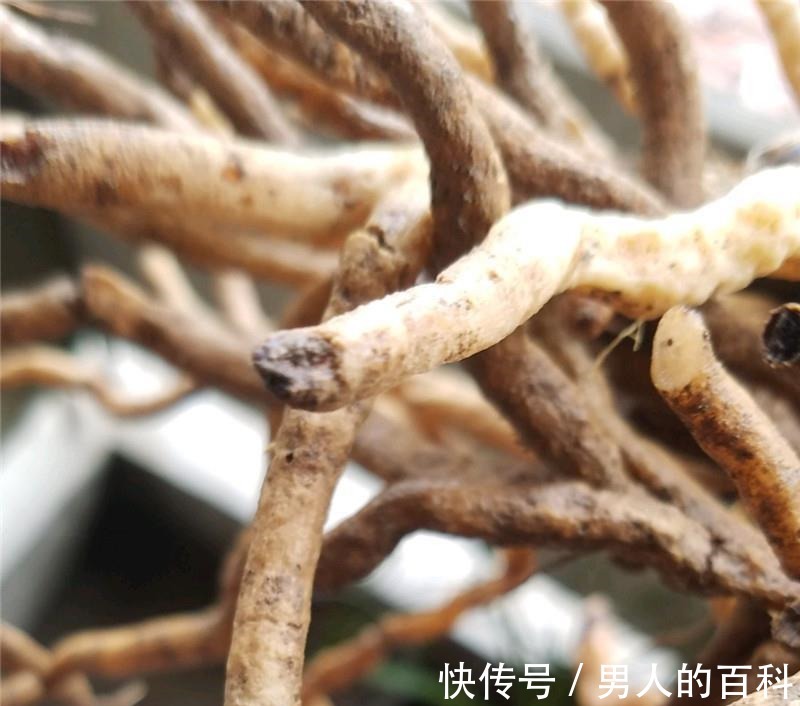 兰花根上“5个螺”,近看“老卢头”,赶紧剪掉保命!