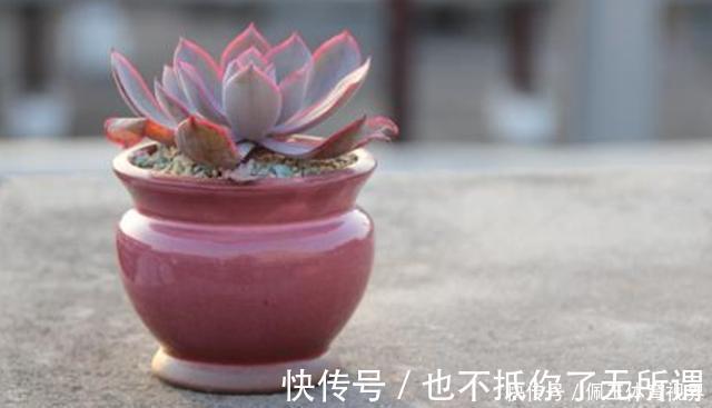 心血|老桩多肉该怎么换盆?2种方法“保活”,叫你心血不再白费