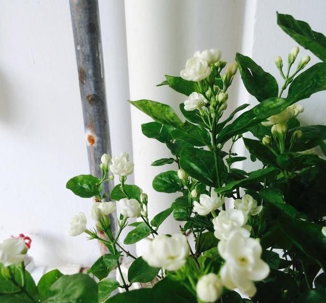 卧室养7种“植物”，放一盆，空气好，睡眠好，好养漂亮长爆盆