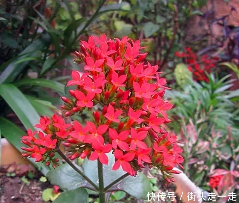 45种长寿花,个个都美爆了,你家养了多少种?