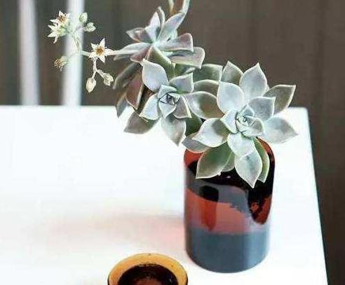 夏季养殖多肉，难逃黑腐化水按照4步换成水培，轻松解决