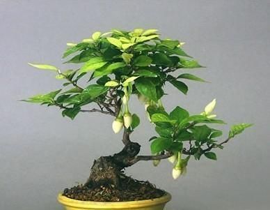 适合养在家里的“懒人植物”,新手、忙人、懒人都能轻松养爆盆