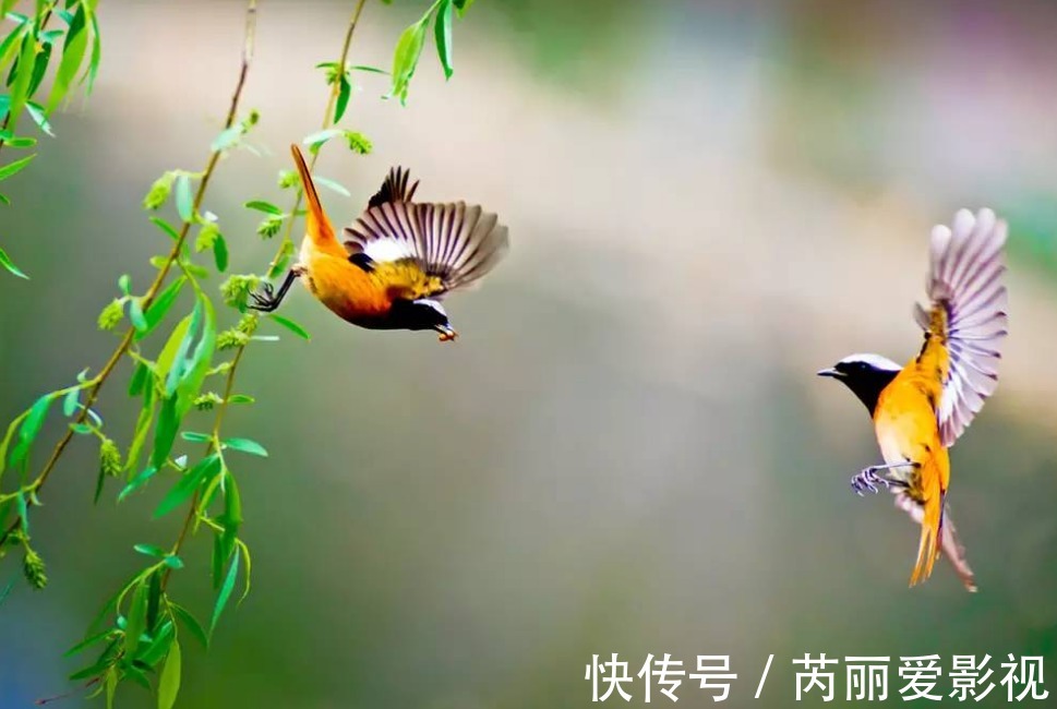 张若虚@孩子读完杜甫“两个黄鹂鸣翠柳”表示：这是个病句，家长无力反驳